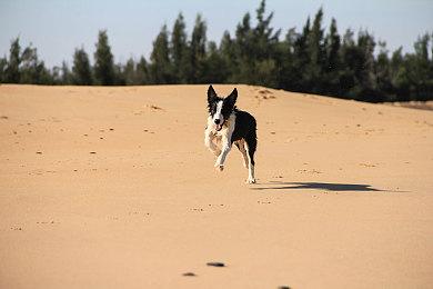 大的要来了？万代暗示《艾尔登法环》即将公布更多内容